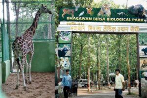 Jharkhand News: ओरमांझी चिड़ियाघर में आयी जिराफ की मौत, एक माह के भीतर ही बुझी रौनक