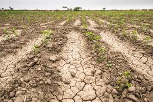 Bihar Monsoon: बिहार में हुआ बेवफा मानसून, कई जिलों में सुखाड़ के हालात, जानिए कहां-कितनी कम हुई बारिश