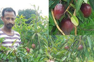Miyazaki Mango: झारखंड में हो रही है दुनिया के सबसे महंगे मियाजाकी आम की खेती, एक आम की कीमत जानकर रह जाएंगे दंग