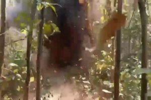 IED ‍Blast In Saranda: झारखंड के सारंडा में आईईडी ब्लास्ट, एक ग्रामीण घायल