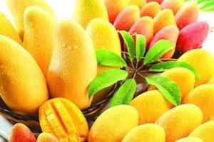 Sugar Free Mango: अब आम भी होगा शुगर फ्री, अनुसंधान की तैयारी में बिहार के साइंटिस्ट