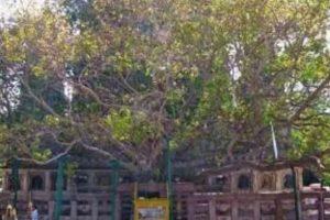 विश्वभर में मशहूर है यह वृक्ष, साइंटिस्टों की टीम करती है देखभाल