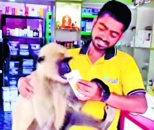 गर्मी से परेशान व बीमार लंगूर पहुंचा मेडिकल स्टोर, ओआरएस पीकर हुआ चंगा