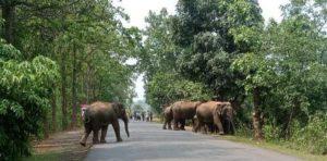 Chaibasa News : उखुंडा सेक्शन में 14 दिनों से 27 हाथियों का झुंड मचा रहा उत्पात