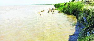 Gopalganj News  : गंडक नदी का जल स्तर बढ़ा रहा है दियारे के लोगों की दिल की धड़कनें