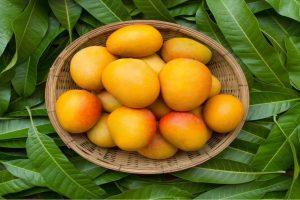 Mango Of Bihar: खुशबू में इतिहास, स्वाद में विरासत! जानिए बिहार के आमों की वो किस्में जो अब दुर्लभ हो रही हैं&#8230;
