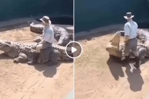 Viral Video: मगरमच्छ को ‘घोड़ा’ समझकर पीठ पर बैठा था शख्स, उतरते ही जानवर ने अटका दी सांसें!