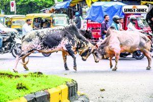 Jamshedpur News: &#8220;आ देखें जरा किसमें कितना है दम…&#8221;, बीच सड़क पर शुरू हुई &#8216;बुल फाइटिंग&#8217;, मची अफरा-तफरी