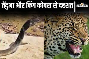 बिहार के इस गांव में छिपा है तेंदुआ! घरों में दुबके लोग, यहां किंग कोबरा भी मार रहा था फुफकार&#8230;
