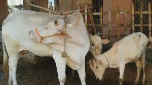 बिहार के युवाओं में बढ़ा गौ पालन का क्रेज, सरकार दे रही 20 लाख तक की आर्थिक मदद