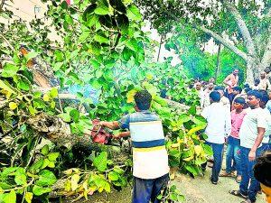 Gaya News : बरगद की डाल गिरने से चाचा-भतीजे की मौत