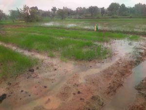 लगातार बारिश ने बढ़ायी किसानों की चिंता