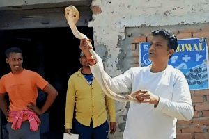 बिहार के फेमस &#8216;स्नेक मैन&#8217; की मौत का Live Video आया सामने, वैशाली में रेस्क्यू के दौरान कोबरा ने काटा