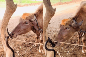 Viral Video: भैंस और किंग कोबरा में &#8216;मुठभेड़&#8217;, जहरीले सांप को चबाने लगी भैंस