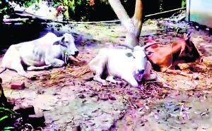तस्करी से पहले सात मवेशी बरामद, एक तस्कर गिरफ्तार