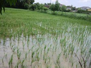 Motihari : सूख रहे धान के पौधों में बारिश से आयी हरियाली