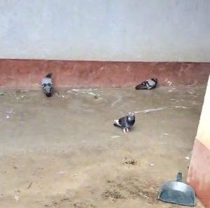 Giridih News: बीमार और मर रहे पक्षियों की बढ़ रही संख्या चिंता का विषय