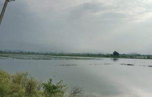 kaimur News : अइलाय गांव की सैकड़ों एकड़ धान की फसल जलमग्न