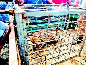 हल्दिया में बाघ जैसा जानवर दिखने से लोगों में दहशत