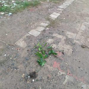 Jamshedpur news. वास्तु बिहार : पौधरोपण को लेकर विवाद, हंगामा